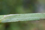 Awlfruit sedge